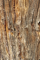 tree trunk and damage from wood boring insects
