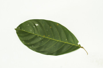 ฤ  jack fruit leaf isolated on white background