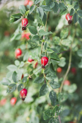 Dogrose useful berry and beautiful bush