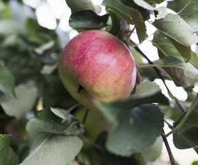 Apple on the tree in nature red ripe