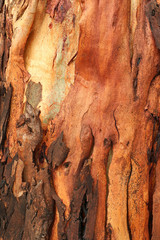 ochre and brown bark peeling off a tree
