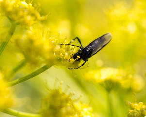 Black insect on a yellow flower in nature.