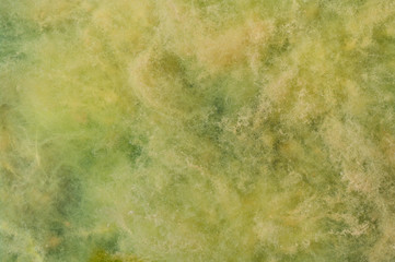 yellow and green algae