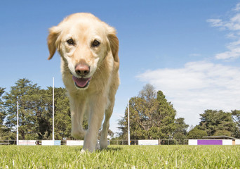 golden retriever dog smiling walking on grass
