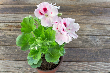 Fototapeta na wymiar English geranium flower in pot on wooden background