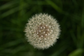 Obraz premium one dandelion from above