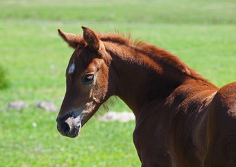 Portrait of a lovely little red foal