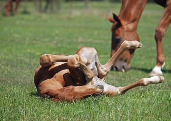 The chestnut foal rolls on a green lawn