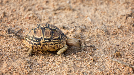 Leopard tortoise manages to find one tiny green shoot to eat in Kruger National Park. Food is scarce following one of the worst droughts in forty years. 