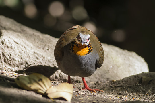 This picture shows am image of Partridge , feeding in forest