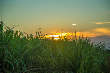 Fototapeta premium sorgo milho cana
