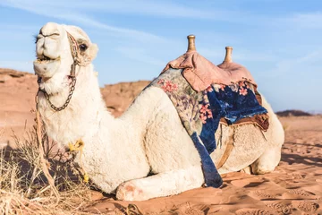 Papier Peint photo Chameau Camel sitting on sand dune with saddle against blue sky