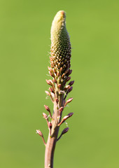 Unopened flower bud in nature
