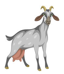 Dairy gray funny goat on a white background