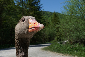 Portrait of a goose