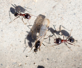 Ants on the ground