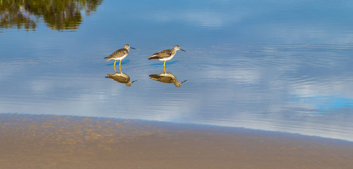 Maçarico-de-perna-amarela. (Tringa flavipes)
