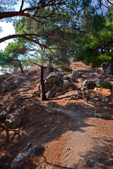 Pine trees on the shore of Black sea in Inzhir, Balaklava, Crimea Pt.II