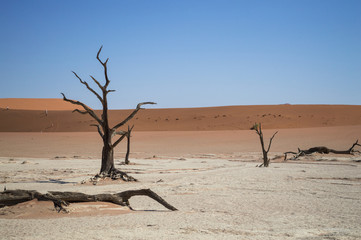 Fototapeta na wymiar Sossusvlei Salt Pan Desert Landscape with Dead Trees and Tiny People on a Dune, Namibia