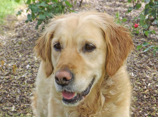 Golden retriever dog smiling and looking