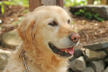 golden retriever dog looking with collar and clip
