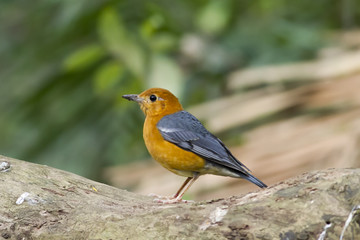 This picture shows am image of Orange-headed Thrush, starling on the tree.