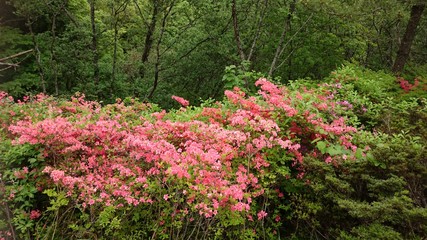 ヤマツツジ