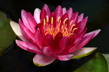 Pink Lotus.