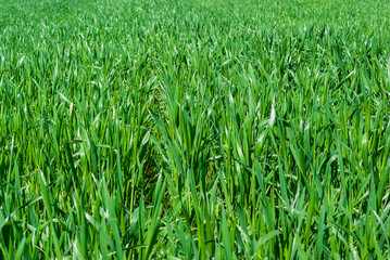 Winter wheat. Field, nature, background