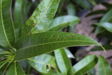 Mango leaf anthracnose disease