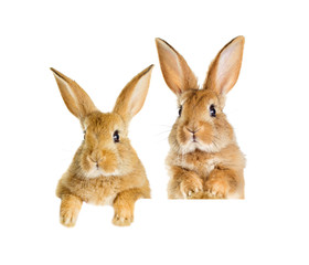 Funny redhead rabbit peeking