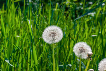 White dandelion on a background of green grass