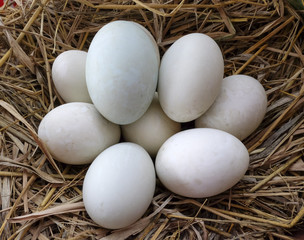 Duck eggs are in the nest