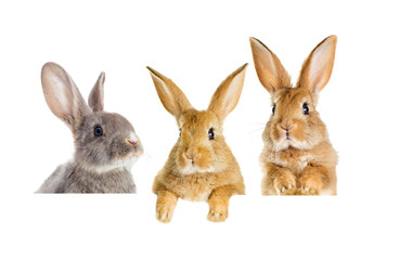 Obraz premium zerkający królik