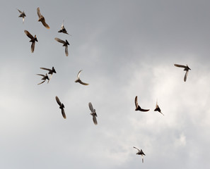 Flock of pigeons against the sky with clouds