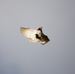 Dove flying against a blue sky with clouds