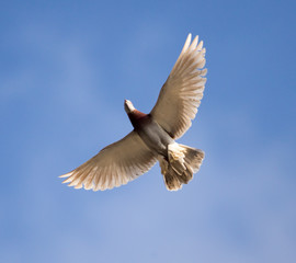 One dove flies against the blue sky
