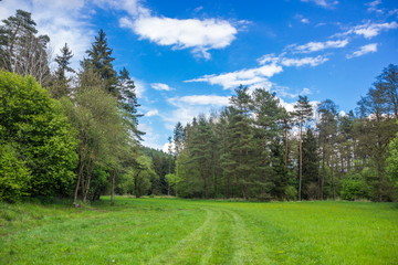 Fototapeta na wymiar Summer forest in Czech Republic