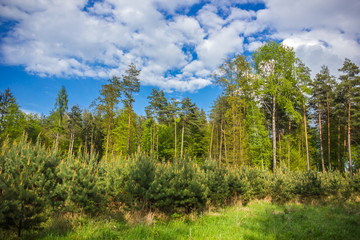Fototapeta na wymiar Summer forest in Czech Republic