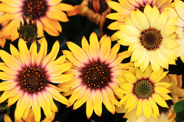 Yellow daisies in the garden