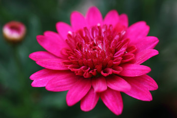 Argyranthemum Frutescens: Marguerite Daisies