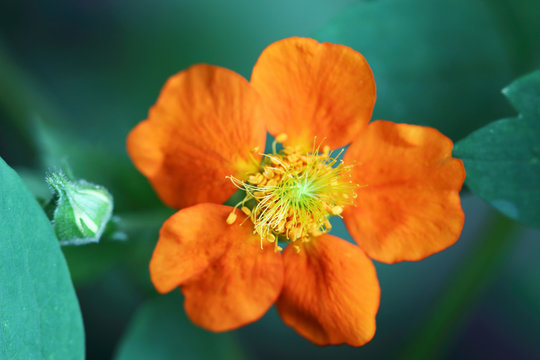 Orange flower of Geum coccineum