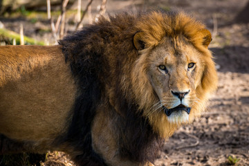 König des Dschungels