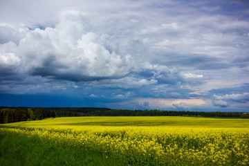 Obraz premium Yellow field in Czech republic