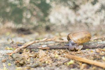 snail on the log under sun light
