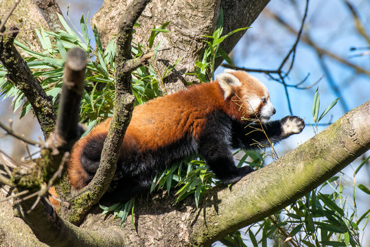 Kleiner Panda im Baum