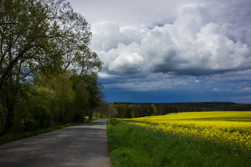 Fototapeta na wymiar Yellow field in Czech republic