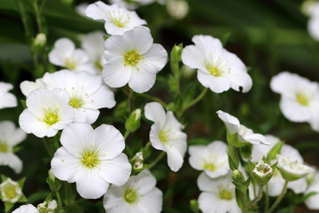 Fototapeta premium Small white flowers of Cerastium tomentosum