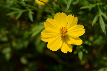 Yellow Flower.