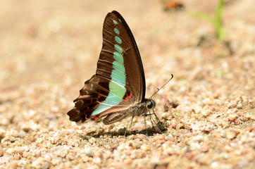 Butterflies on the floor.
